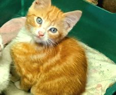 kitten