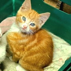 kitten