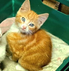 kitten