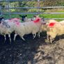 Hoggets Image 3