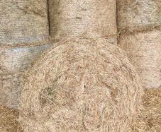 Hay