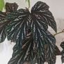 begonia Image 3