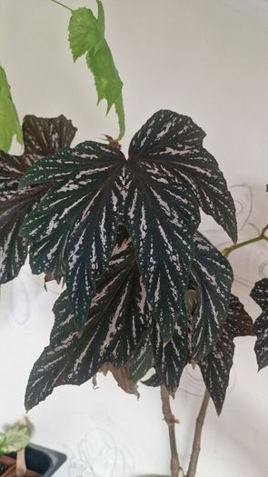 begonia