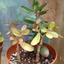 2 Jade Plants Image 2
