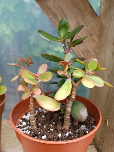 2 Jade Plants