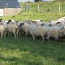 Hoggets Image 9
