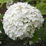 Shrubby hydrangeas brightens boarders Image 2