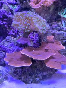 marine  corals