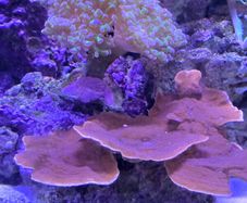 marine  corals
