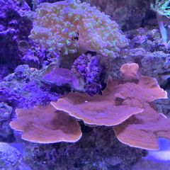 marine  corals