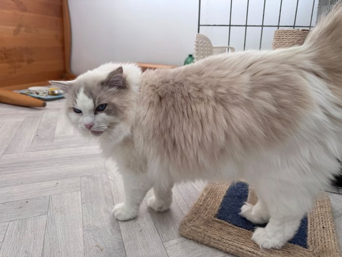 Foster Home Wanted for Sud Ragdoll Cat