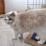 Foster Home Wanted for Sud Ragdoll Cat Image 5