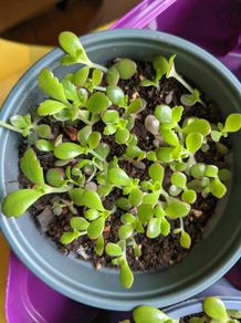 Mother of thousands