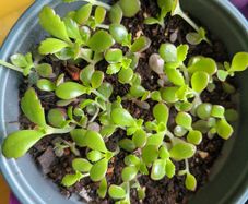 Mother of thousands
