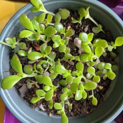Mother of thousands