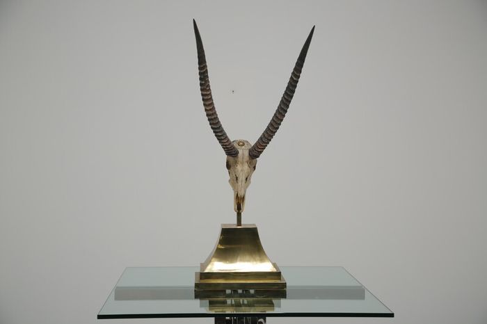 Taxidermy Study of Gazelle With Antlers by Anthony Redmile, London, 1970s.
