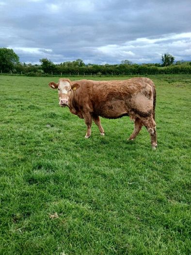 Cows and calfs