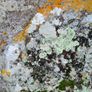 Professional Moss, Algae & Lichens Cleaner Image 3