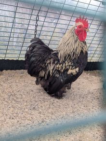 Pekin rooster free to good home