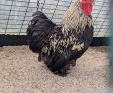 Pekin rooster free to good home