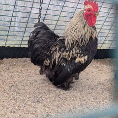 Pekin rooster free to good home