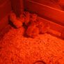 Day old chicks Image 2