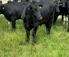 Angus bullocks