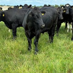 Angus bullocks