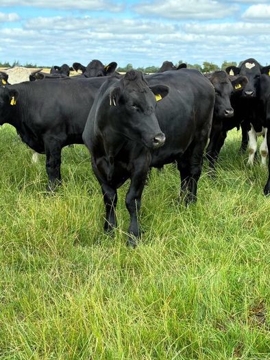 Angus bullocks
