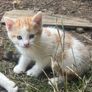 kittens for adoption Image 3