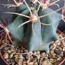 Ferocactus Image 2