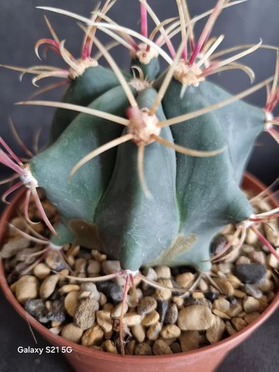 Ferocactus