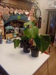 selection of monstera plants