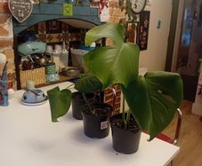 selection of monstera plants