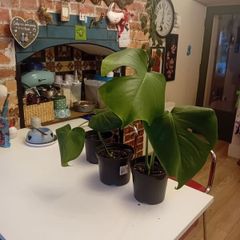 selection of monstera plants