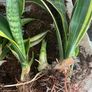 snake plant Image 2