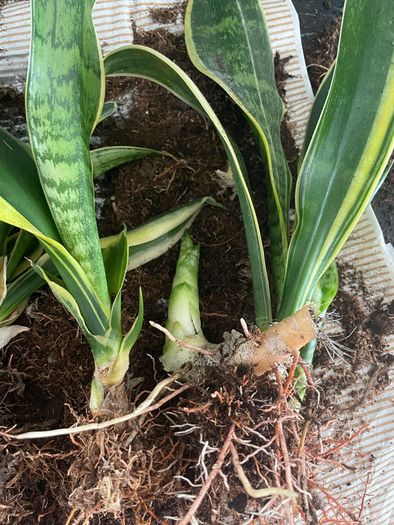 snake plant