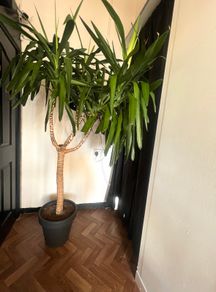 Yucca tree