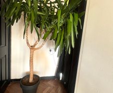 Yucca tree