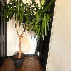 Yucca tree