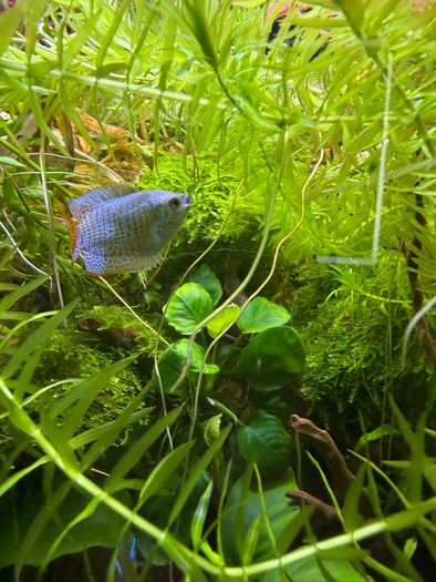Freshwater Fish