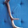 Natural Antlers Image 4