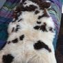 Genuine Sheepskin Image 2