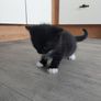 Kittens Looking Loving Home Image 5