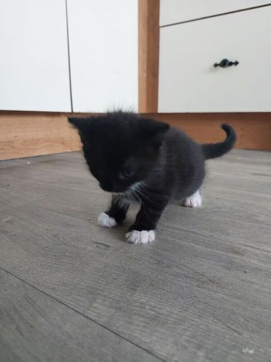 Kittens Looking Loving Home