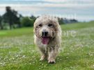 Rare breed Glen of Imaal Terrier Available for Photoshoots Image 4