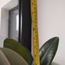 Ficus rubber Plant Image 2