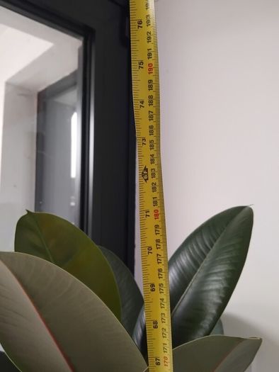Ficus rubber Plant