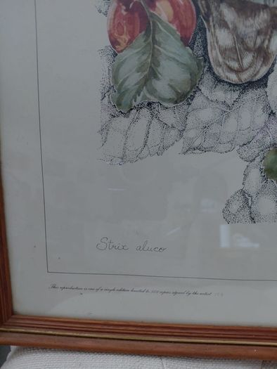Limited Edition framed 'Tawny Owls' by Elisabeth Luard