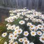 Shasta Daisy (Leucanthemum superbum) Image 3
